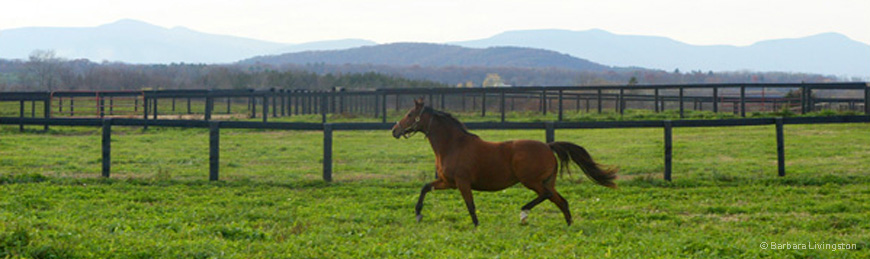 Horse running through field