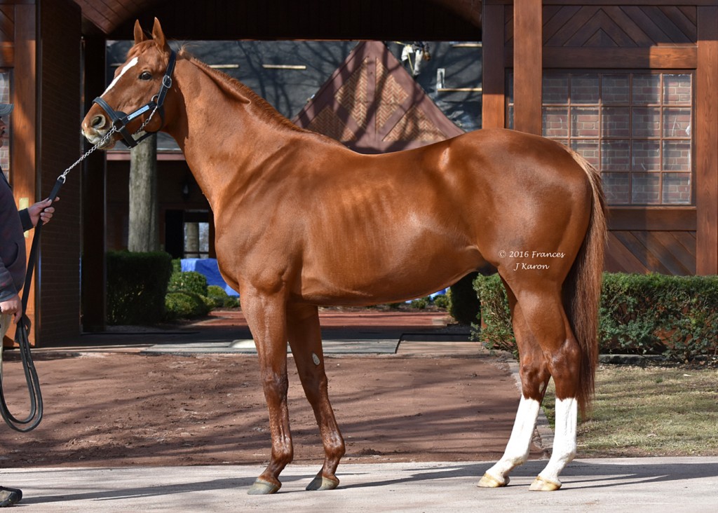 curlin 6feb16 7799 fjk